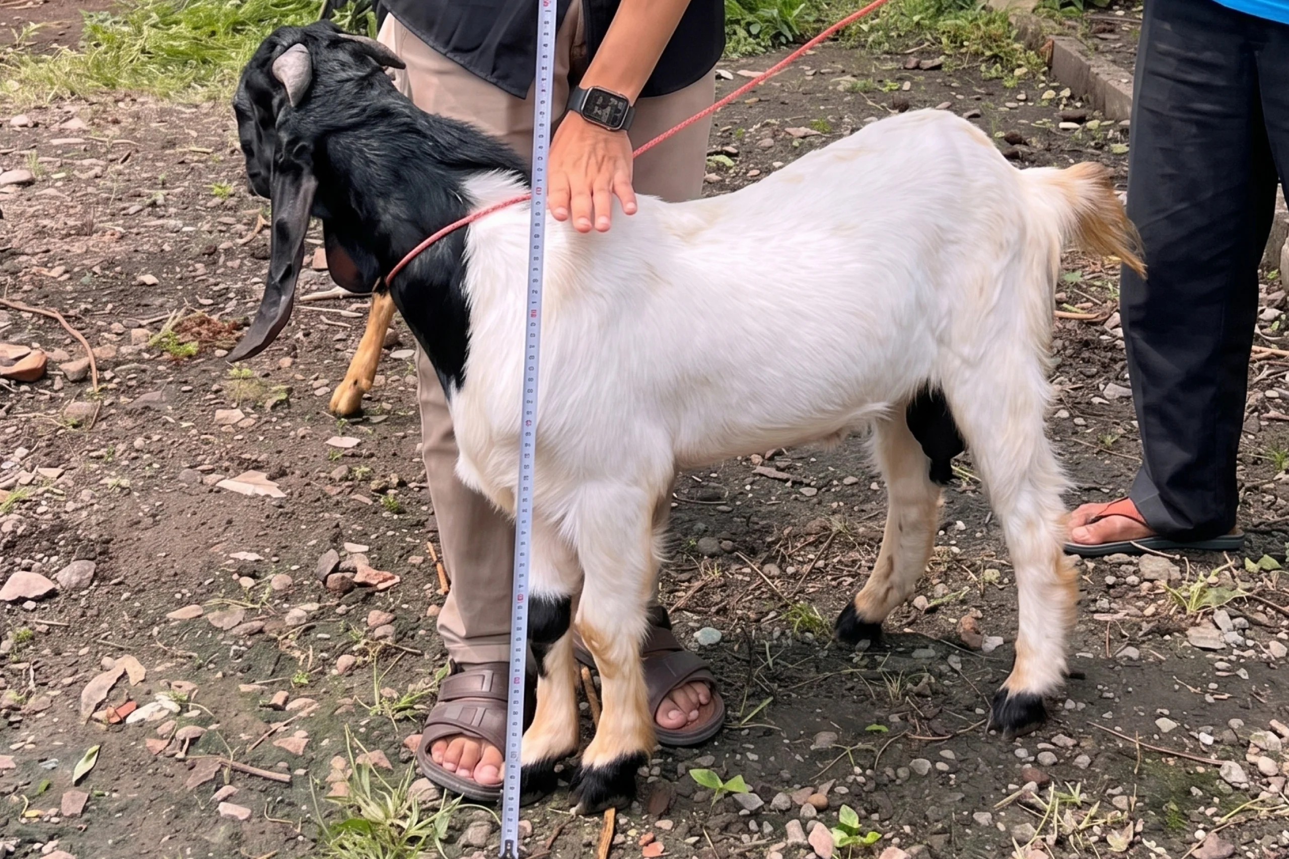 Kambing Standard