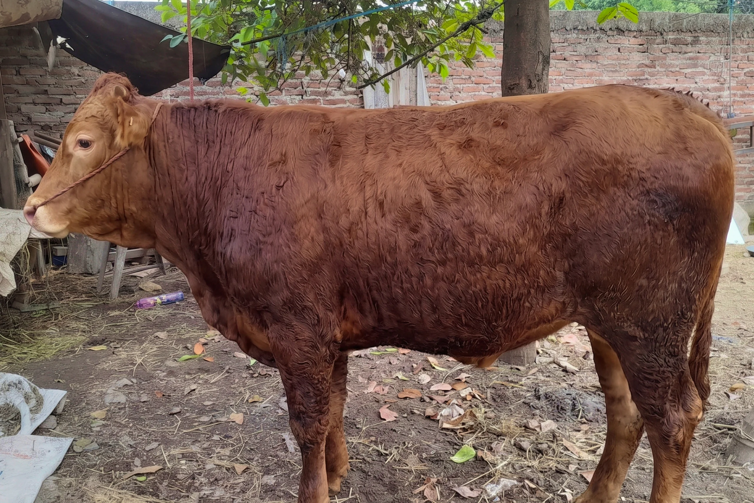 Sapi Large